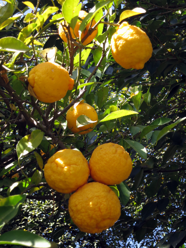 Rough Skin Lemon tree.