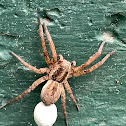 Wolf Spider with Egg sack