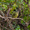 Bico-chato-de-orelha-preta(Yellow-olive Flycatcher)