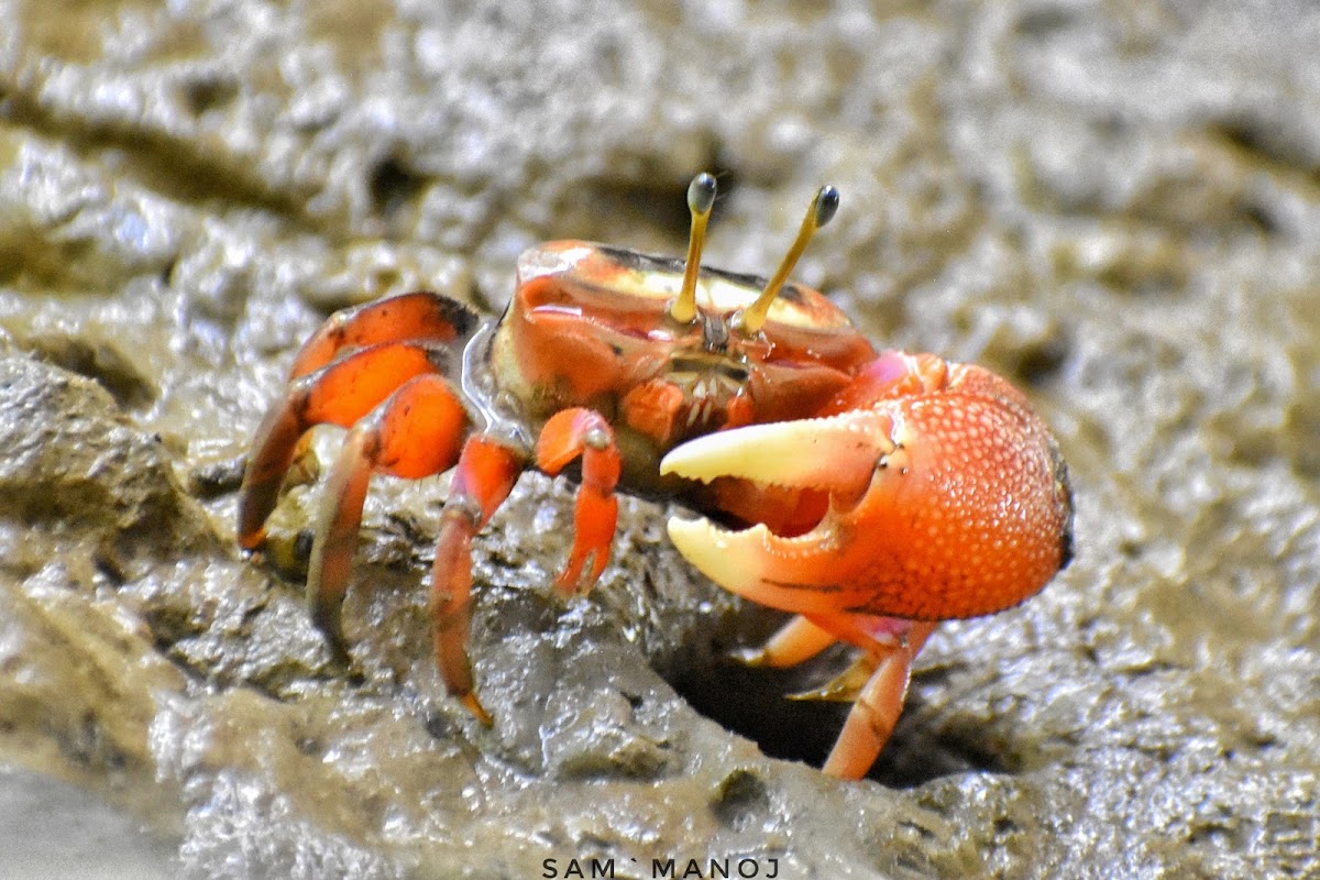 Bowed Fiddler Crab ( गंगटो )