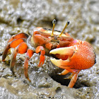 Bowed Fiddler Crab ( गंगटो )