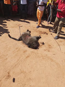 community members of Jeppes Reef near the Matsamo border the Kingdom of Eswatini killing a baboon. 