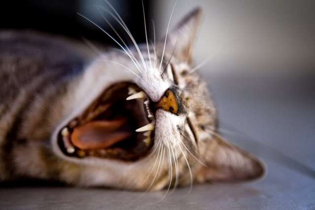 Tabby Cat Moaning While Lying on Gray Surface