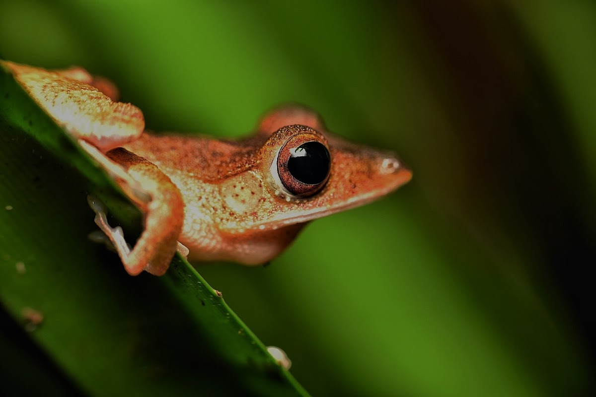 Collett,s Tree Frog