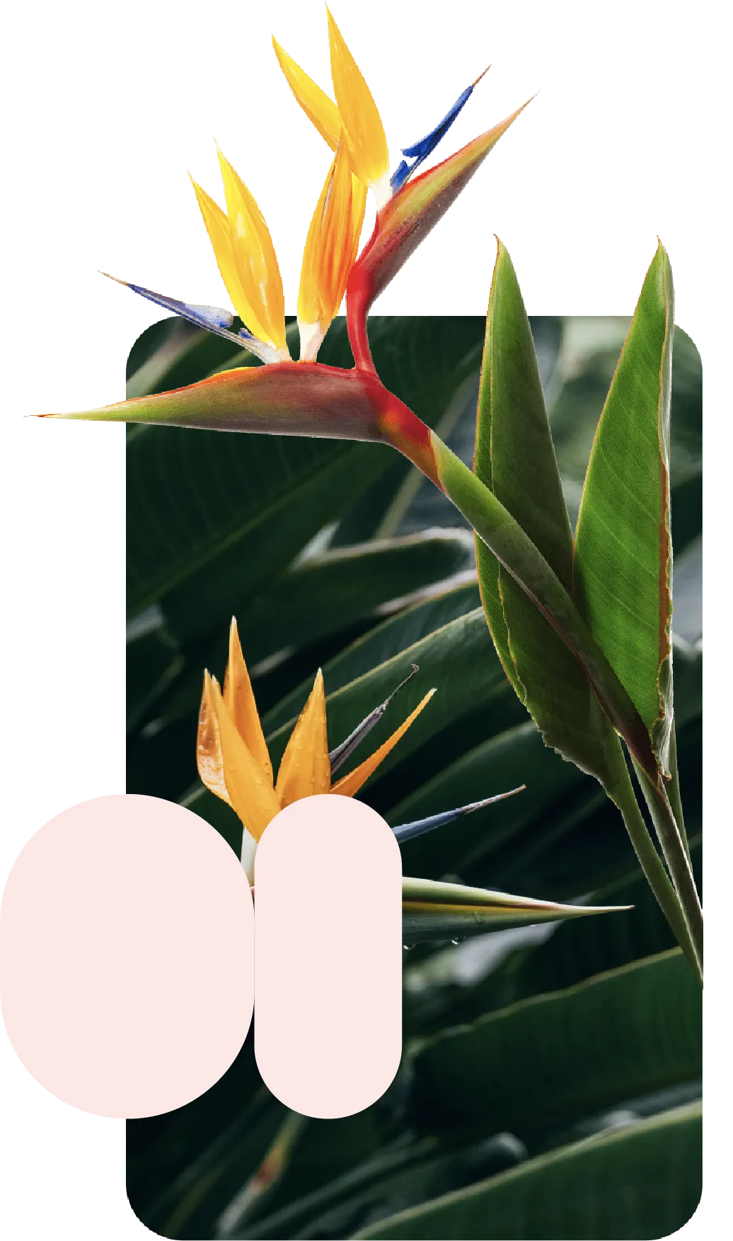 An image of a Lens identify use case showing bird of paradise plants with overlaying pink shapes and a product card.