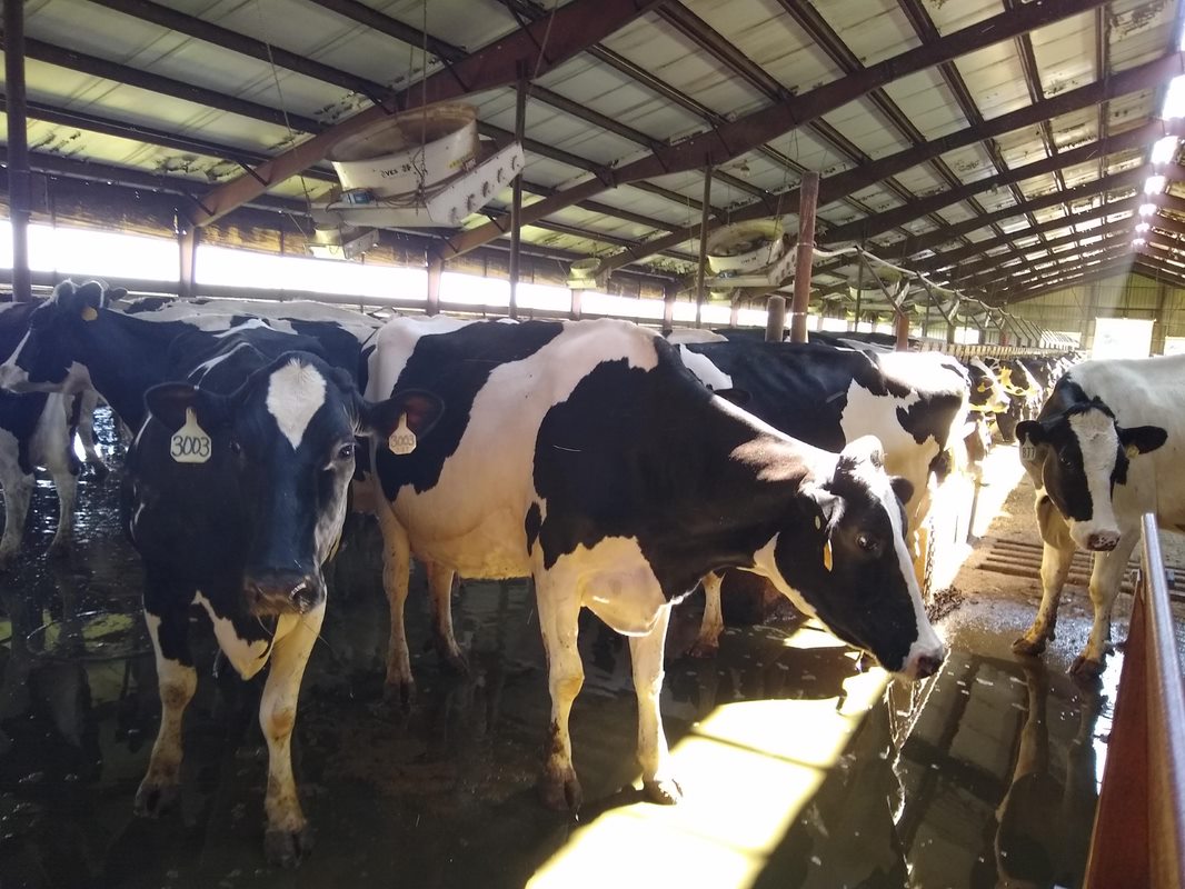 Young Nebraska Scientists Exploring Dairy Camp