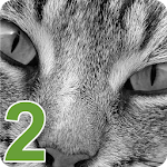 Cover Image of Download Find The Cat 2 1.0.2 APK