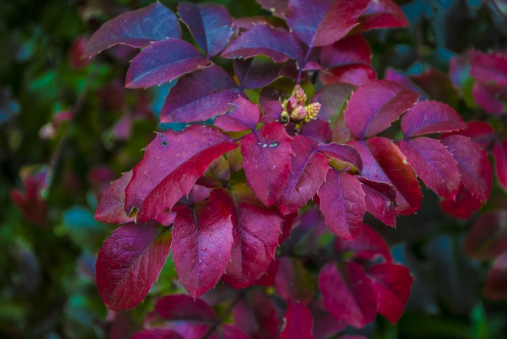 Fiore di marcosvega