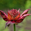 Bee balm