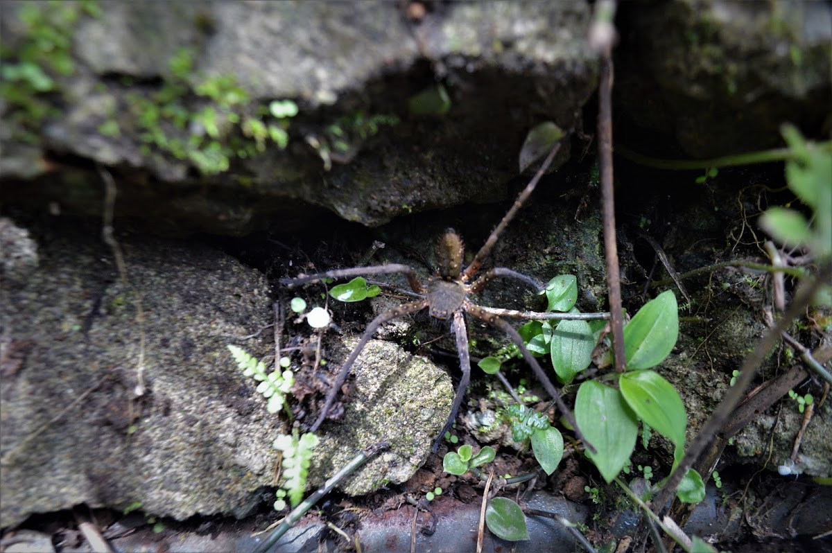 Philippine Huntsman spider