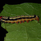 Caterpillar