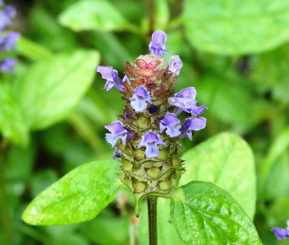 Common Selfheal