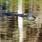 American Alligator