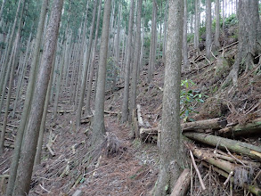 この辺りで尾根に