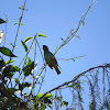 Gilt-edged tanager