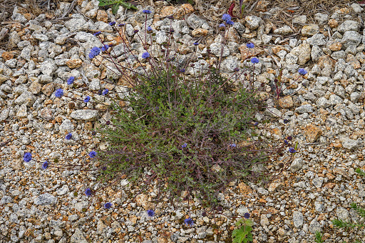 Jasione montana