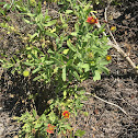 Blanket Flower