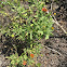 Blanket Flower