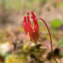 Eastern Red Columbine