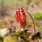 Eastern Red Columbine