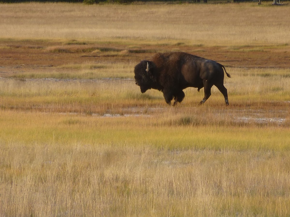 American Bison