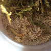 Mealworm larvae