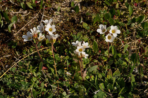 Saxifraga granulata