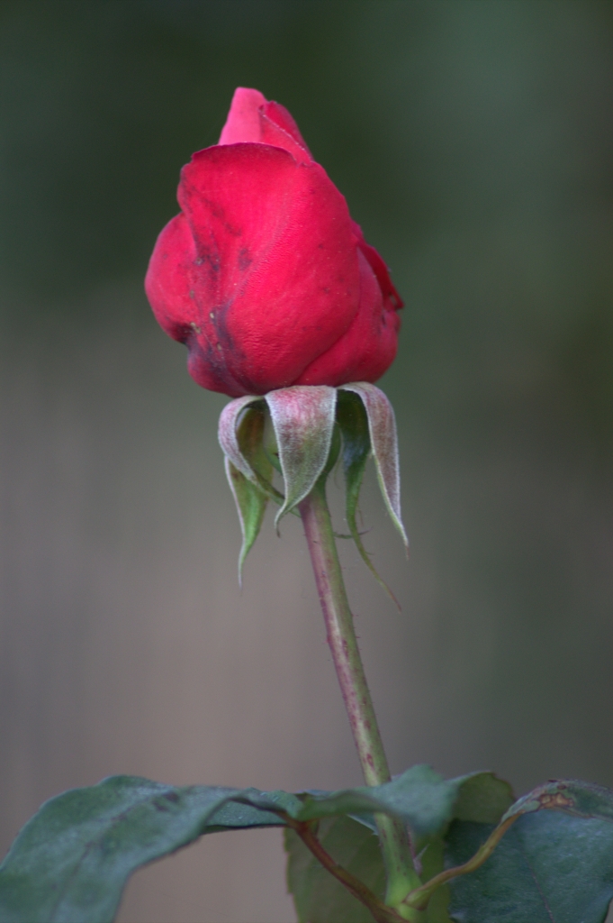 Bocciolo di rosa di maxi68