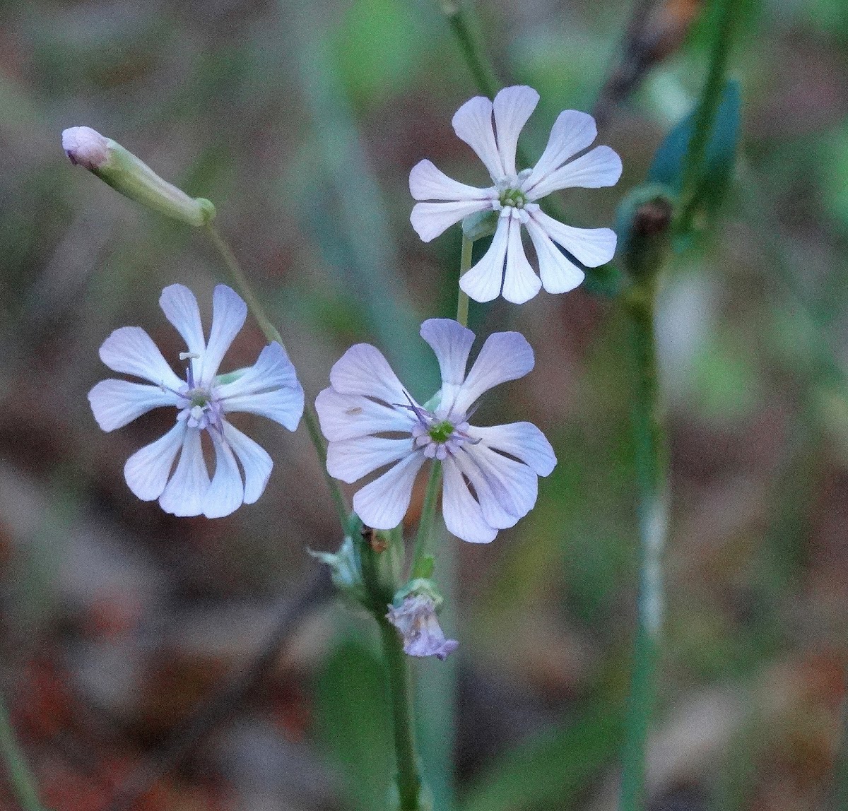 Greek Catchfly