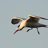 Elegant Terns