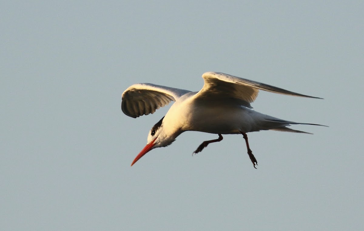 Elegant Terns