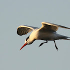 Elegant Terns