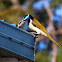 Blue Faced Honey Eater