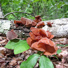 Wood Ear, Jelly Ear