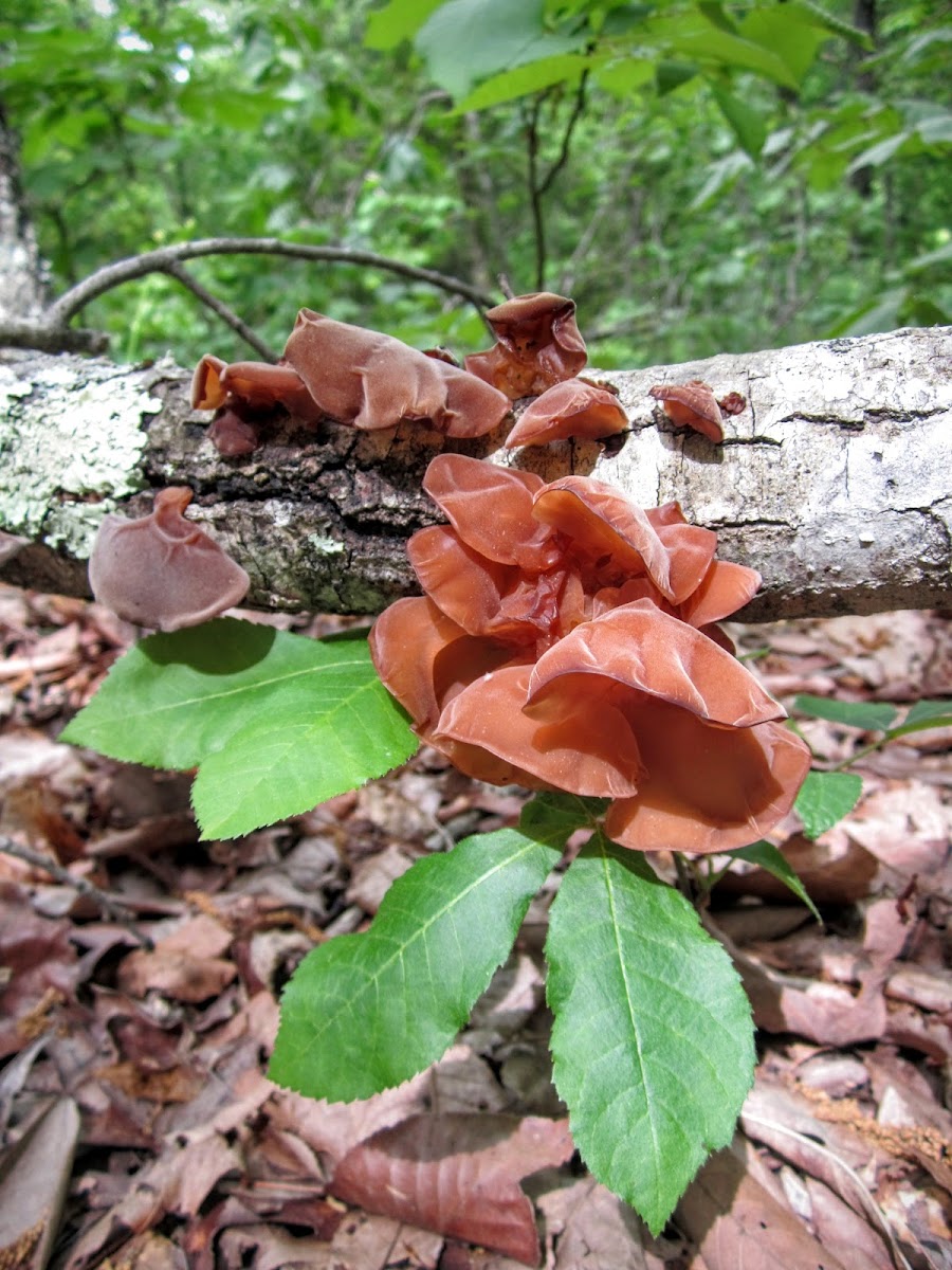 Wood Ear, Jelly Ear