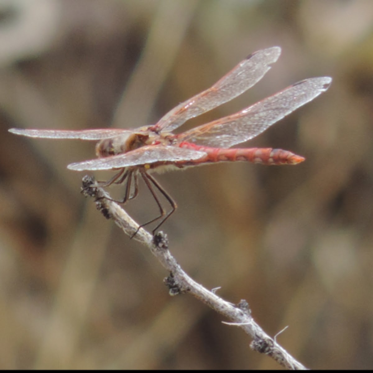 Variegated Meadowhawk