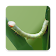 Bamboo Pest ID icon