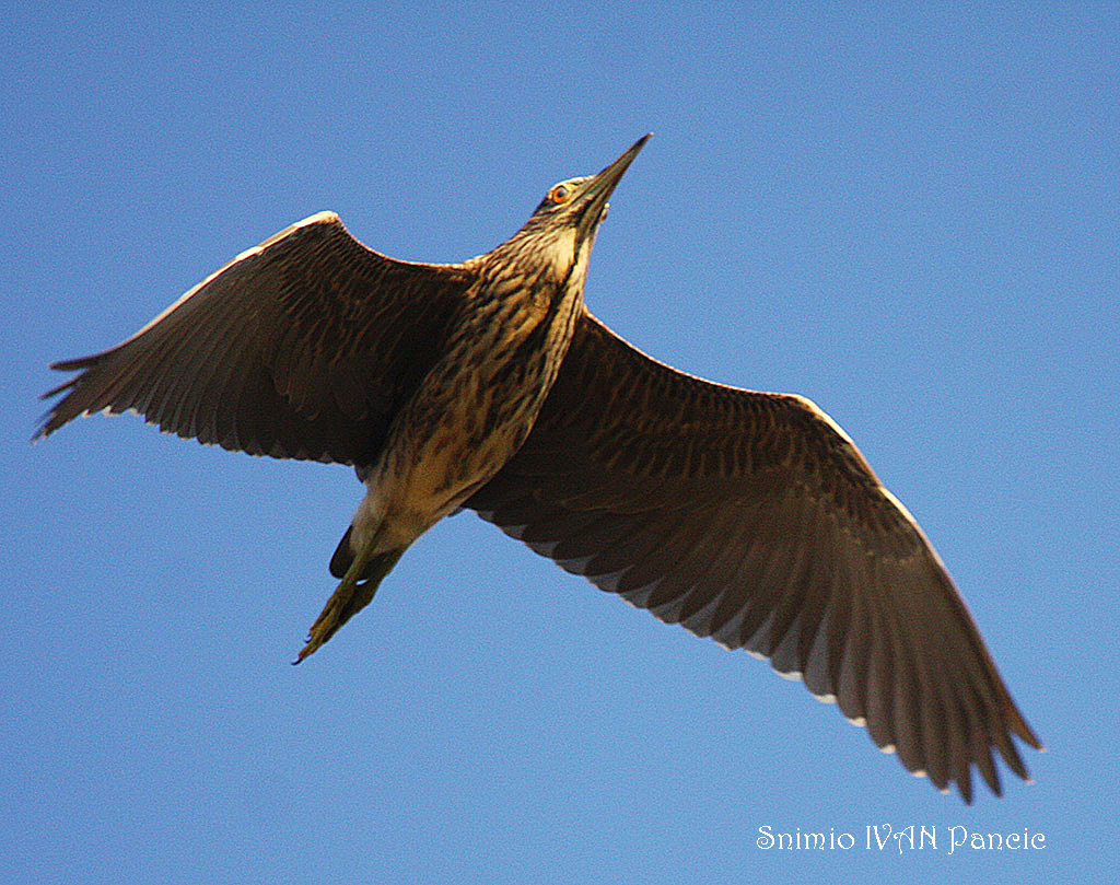 Black-crowend Night-heron