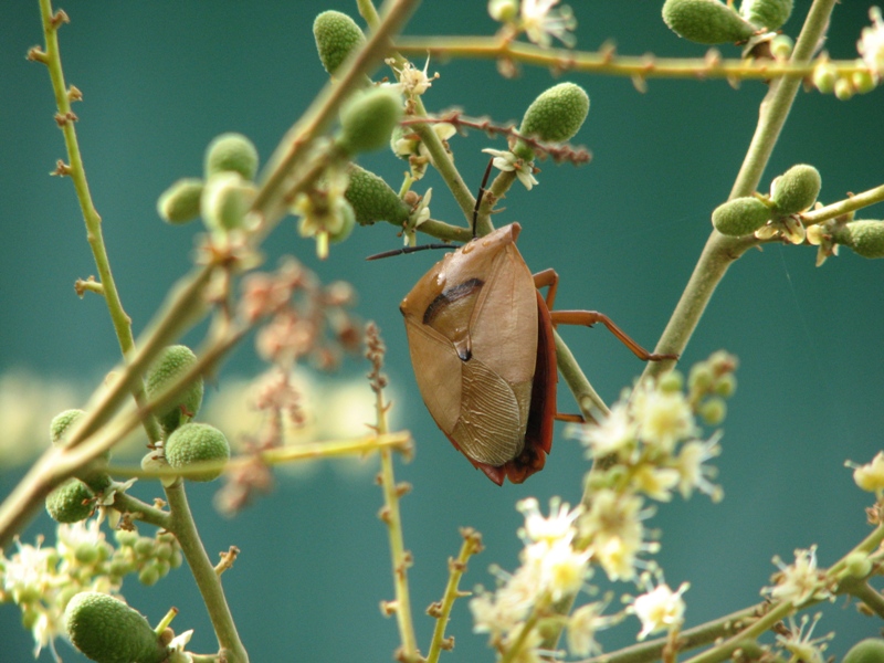 Lychee Stink Bug