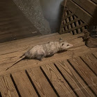 Virginia Opossum