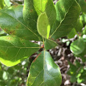 Myrtle oak