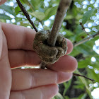 Gouty Oak Gall