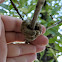 Gouty Oak Gall