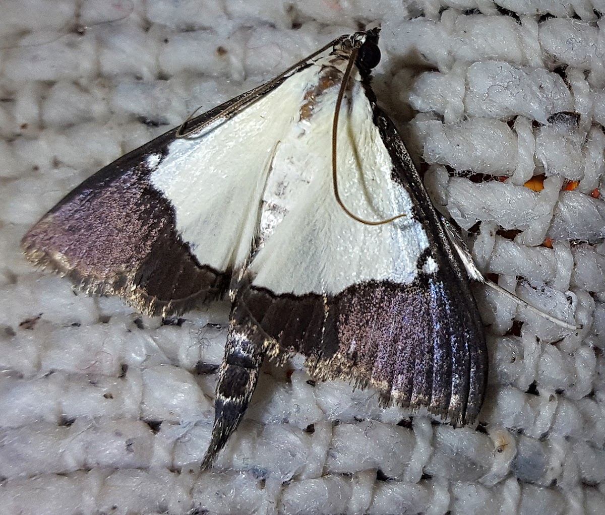 Brown-Bordered Triangle