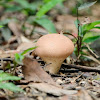 Lycoperdaceae 馬勃科