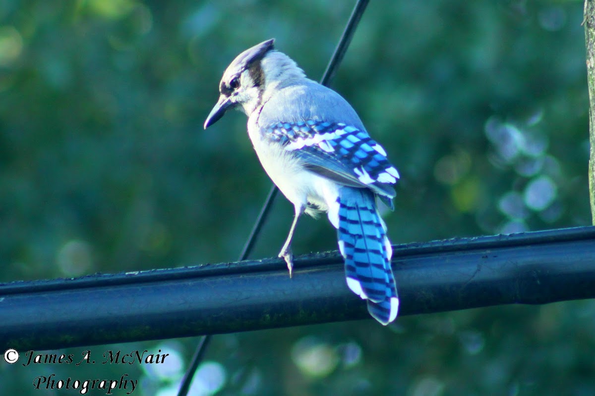 Blue Jay