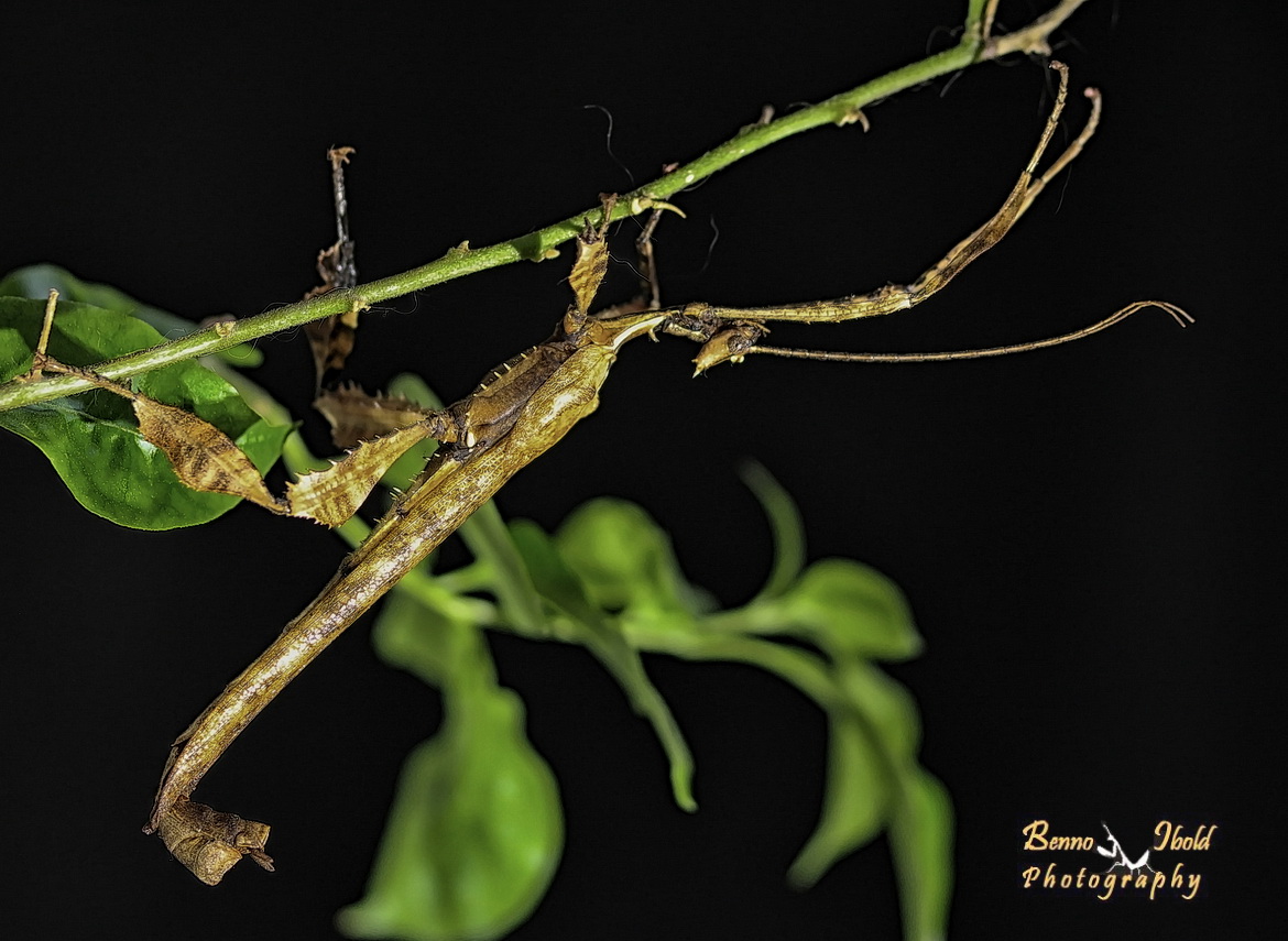 Spiny Leaf insect