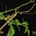 Spiny Leaf insect