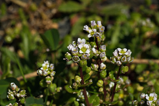 Cochlearia danica