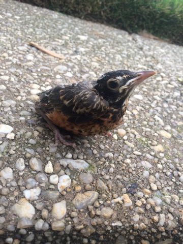 American Robin